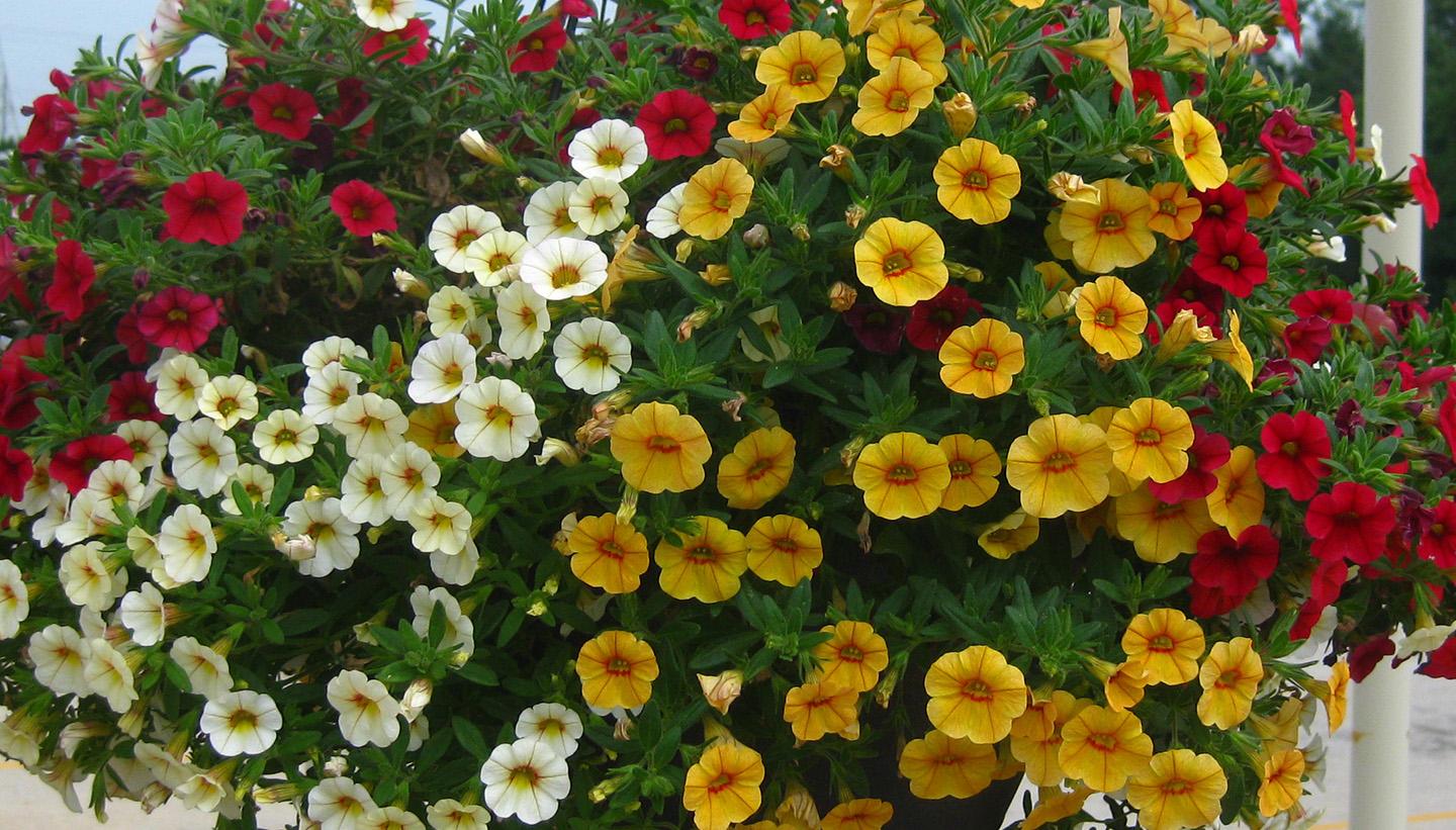 Mini Petunia Calibrachoa from Hoods Gardens