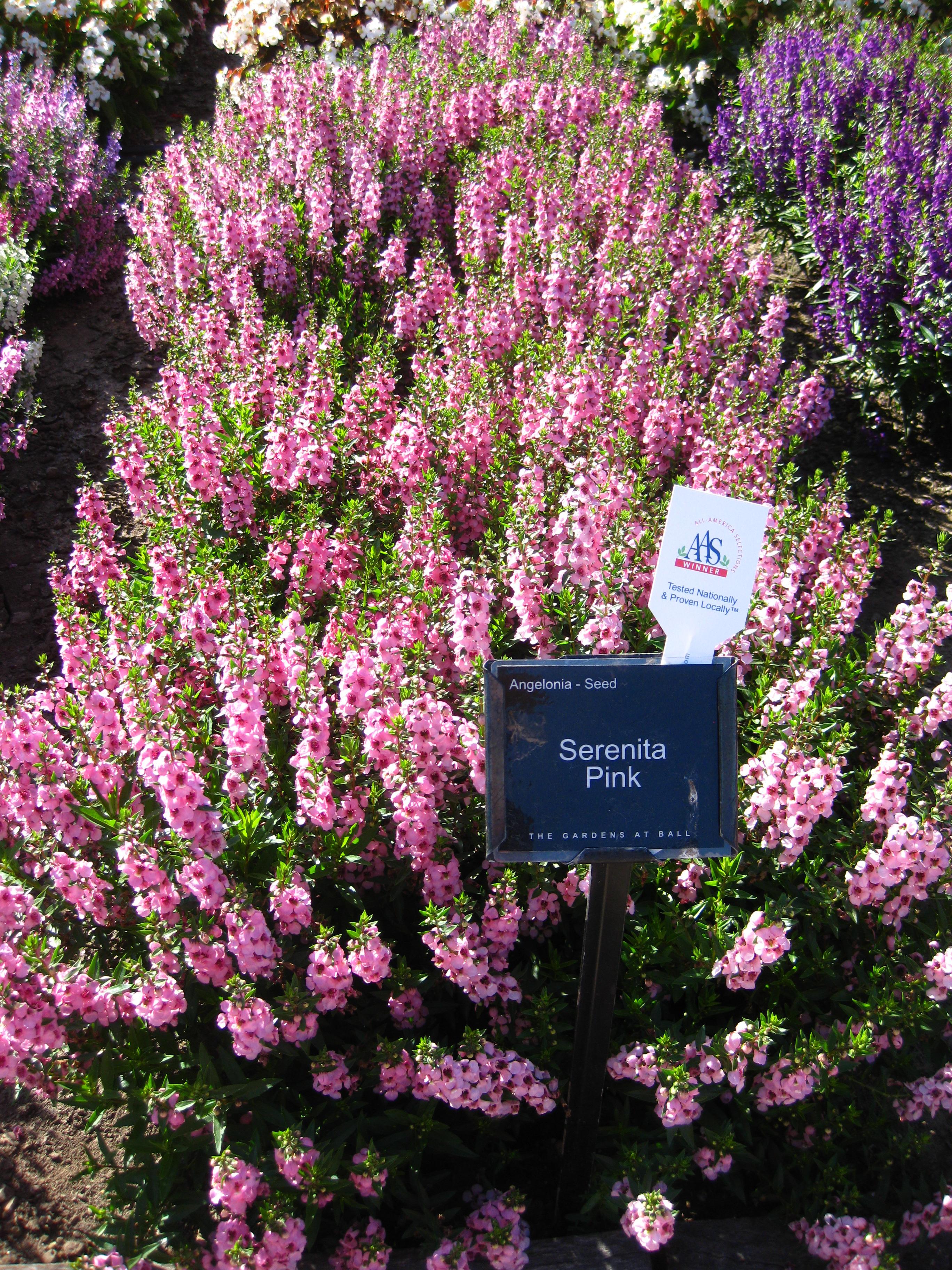 Serenita Angelonia from Hoods Gardens