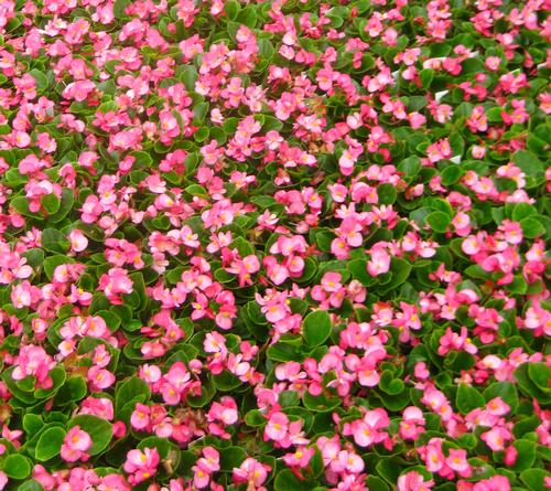 Super Olympia Begonia from Hoods Gardens