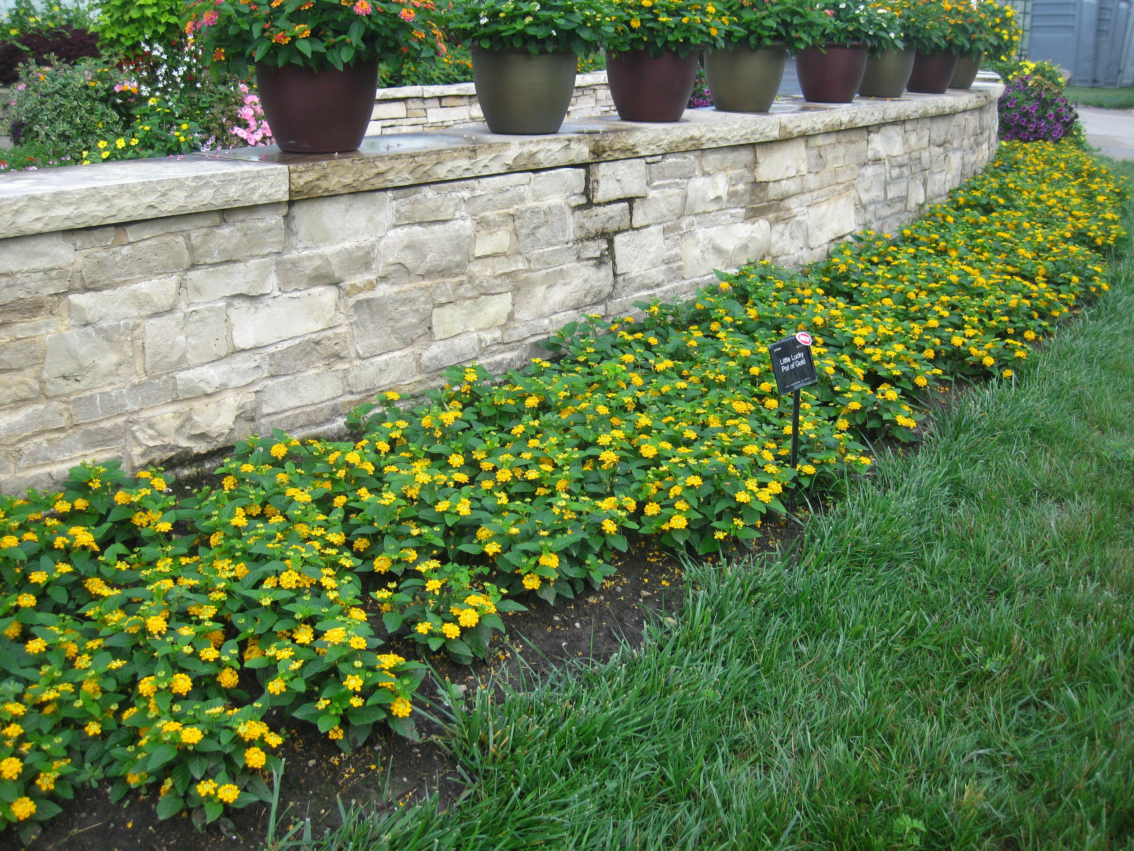 Little Lucky Lantana from Hoods Gardens