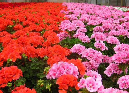 Zonal Geranium Traditional from Hoods Gardens