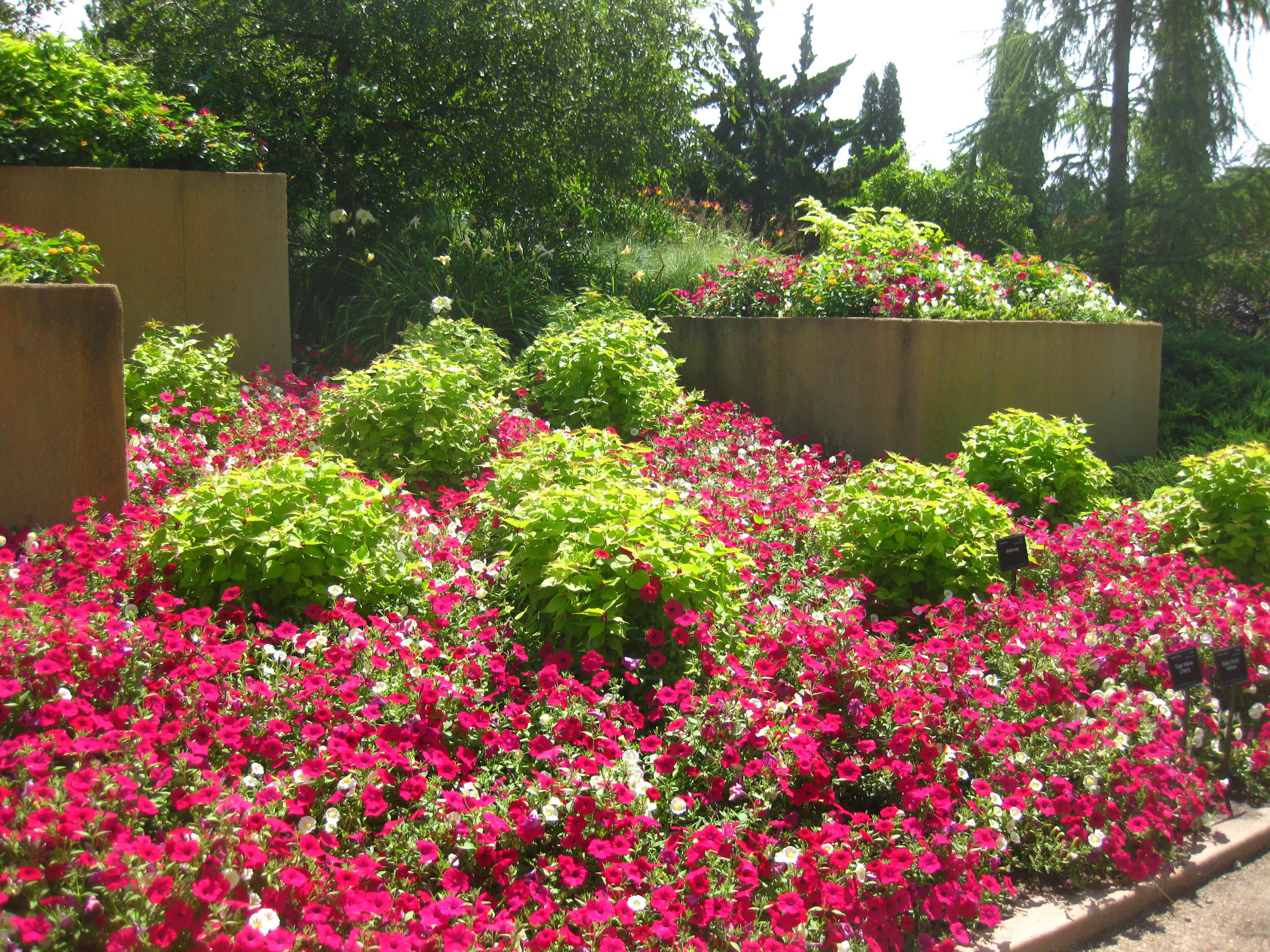 Tidal Wave Petunia from Hoods Gardens