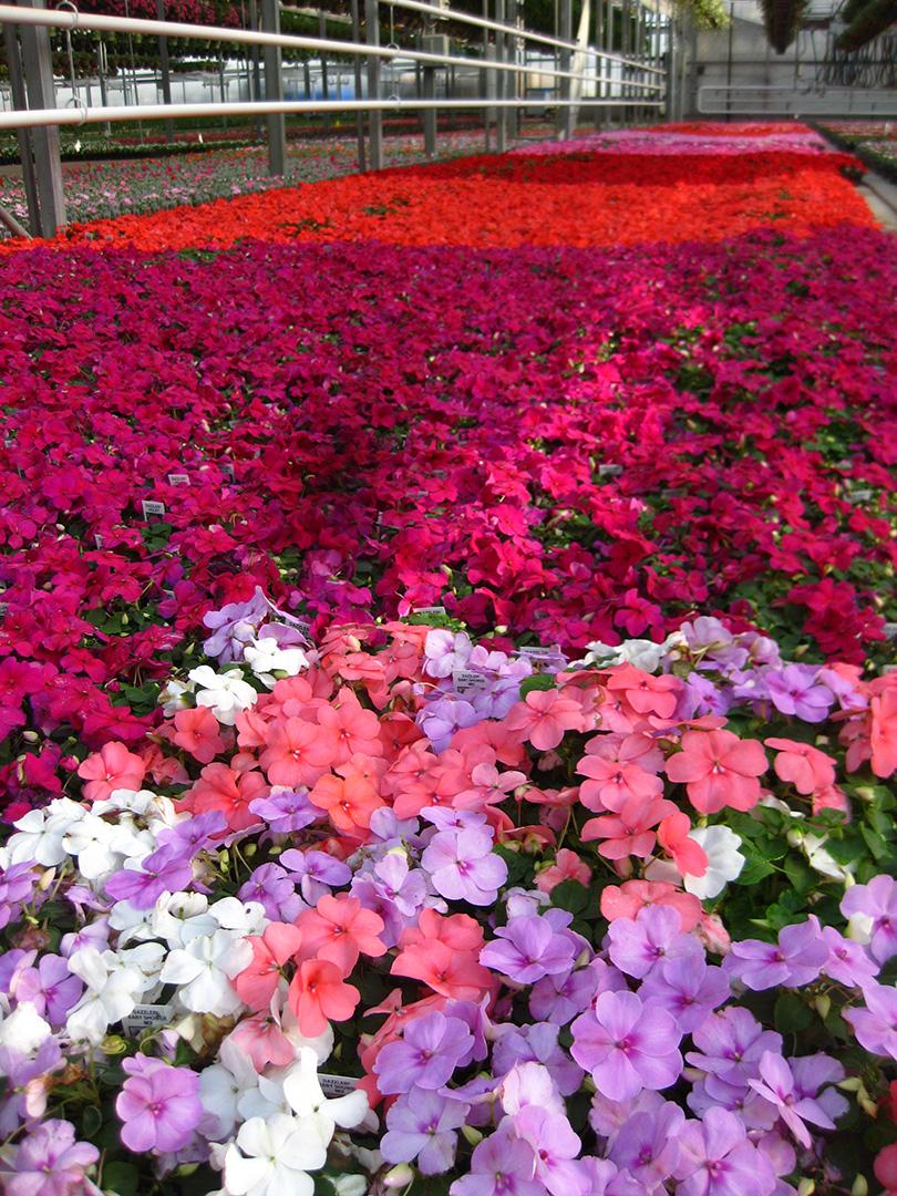 Dazzler Impatiens from Hoods Gardens