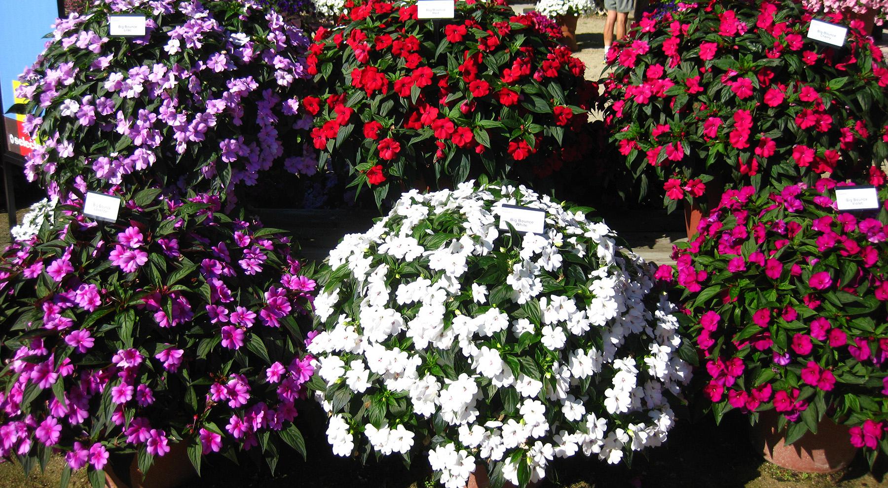 Big Bounce Impatiens from Hoods Gardens