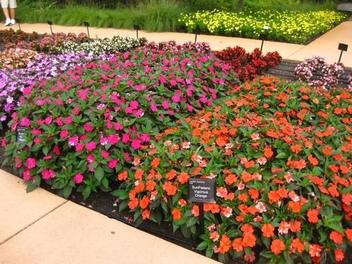 Vigorous Sunpatien Impatiens from Hoods Gardens