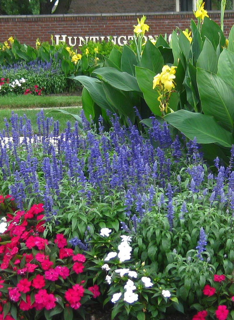 Victoria Salvia from Hoods Gardens