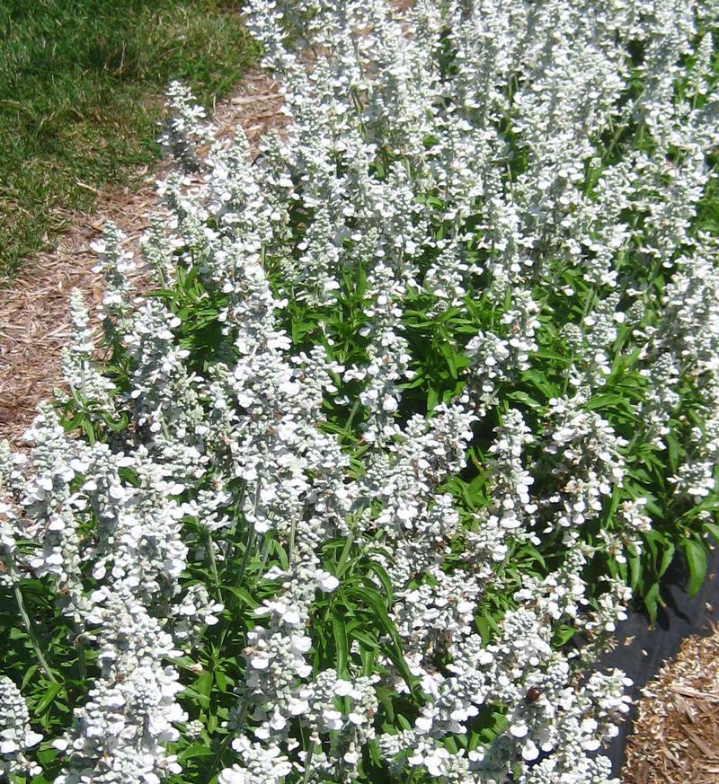 Evolution Salvia from Hoods Gardens