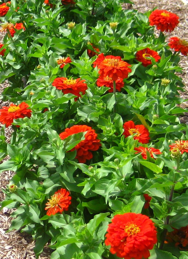 Seed Zinnia Zinnia from Hoods Gardens