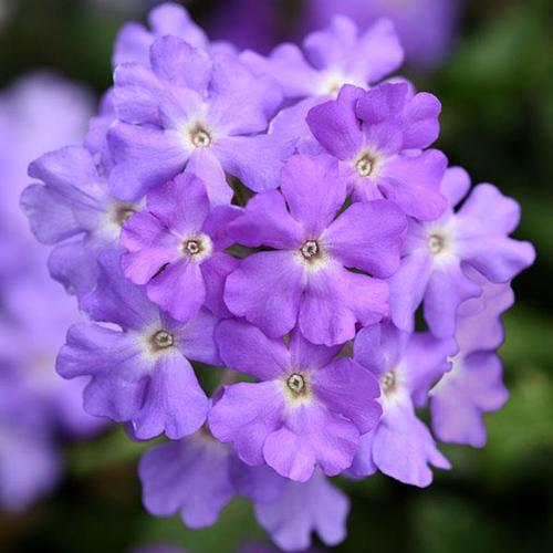 Trailing Verbena Verbena from Hoods Gardens