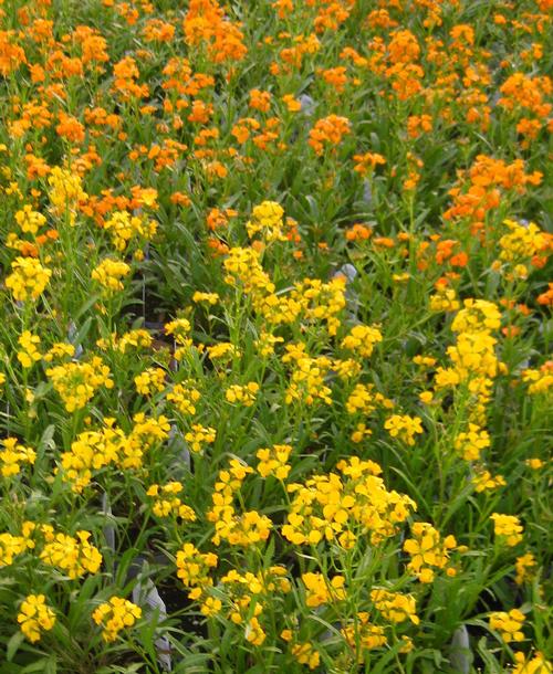  Erysimum from Hoods Gardens