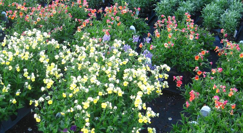 Sunsatia Nemesia from Hoods Gardens