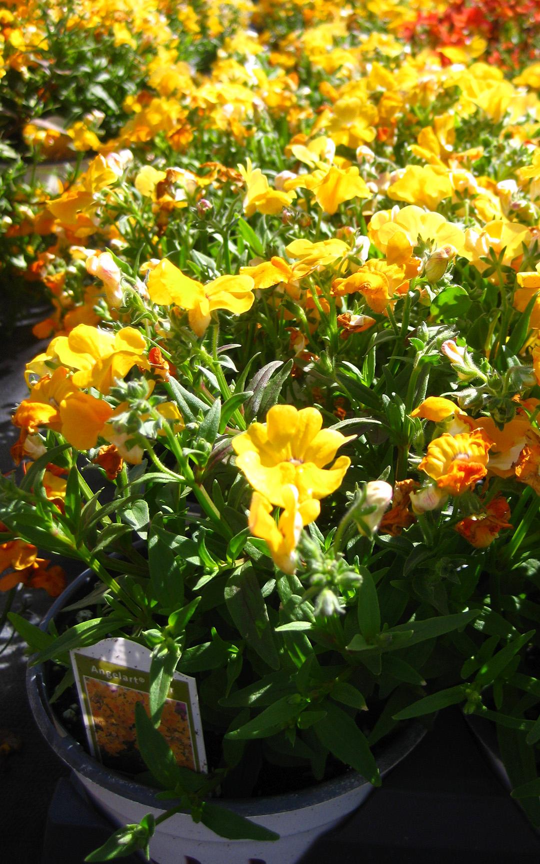 Angelart Nemesia from Hoods Gardens