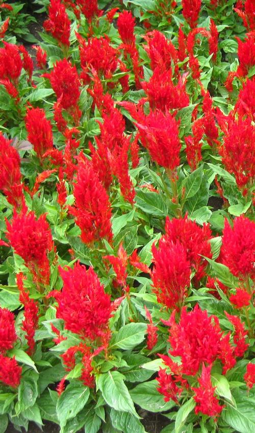 Arrabona Red Celosia from Hoods Gardens