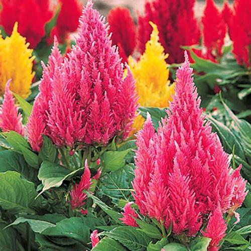 Castle Celosia from Hoods Gardens