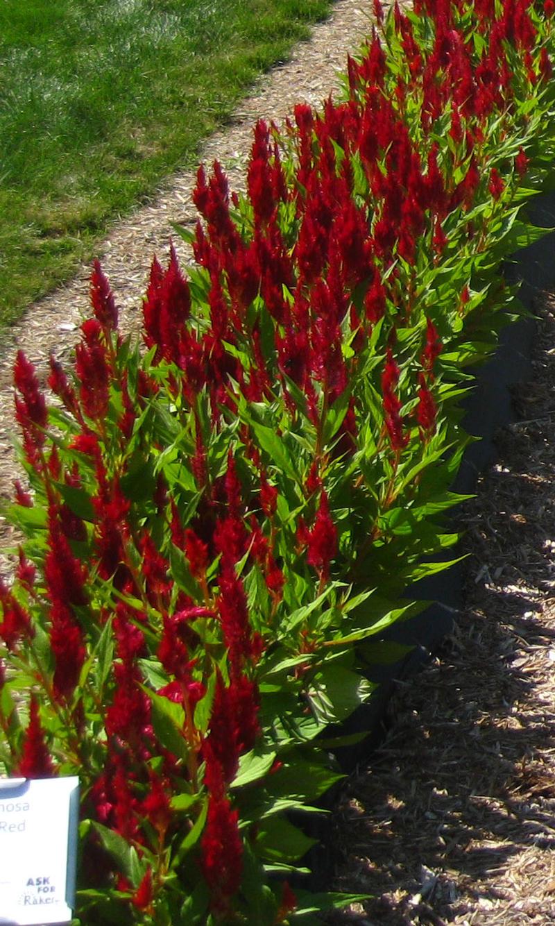 Fresh Look Celosia From Hoods Gardens   DETA 7128 