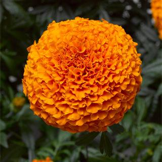 Inca II Marigold from Hoods Gardens