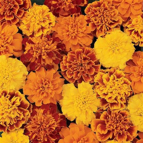 Bonanza Marigold from Hoods Gardens