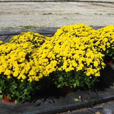 Yoder Mums Chrysanthemum from Hoods Gardens