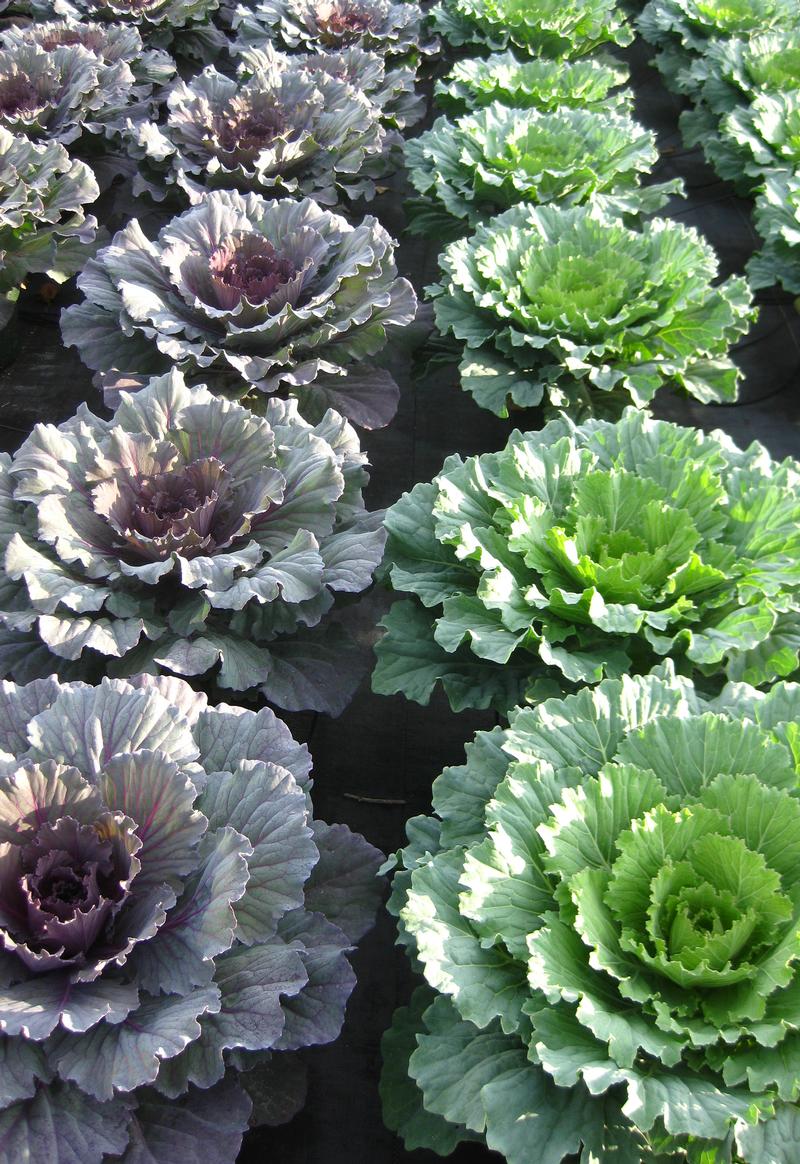 Osaka Cabbage from Hoods Gardens