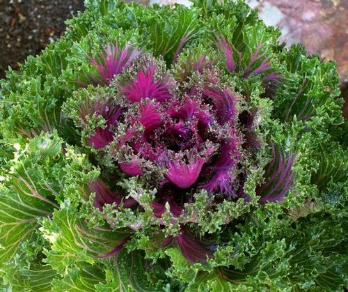 Glamour Red Kale from Hoods Gardens