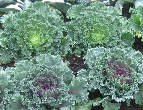 Nagoya Kale from Hoods Gardens