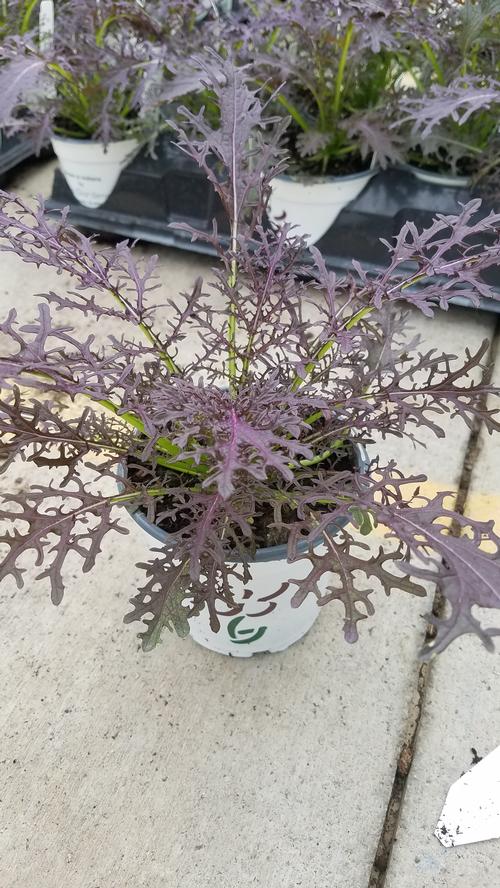 Red Giant, Red Streak Mustard from Hoods Gardens