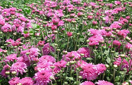 Ball, Belgium, Yoder Mums Chrysanthemum from Hoods Gardens