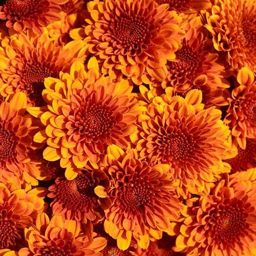 Belgium Mums Chrysanthemum from Hoods Gardens