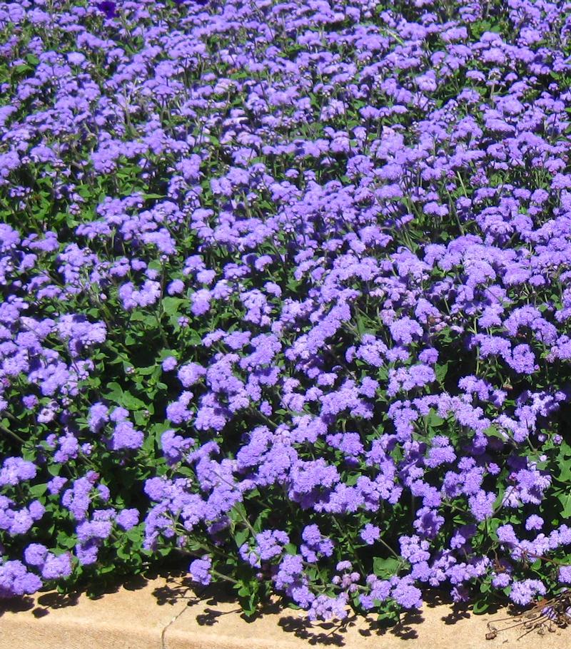 High Tide Ageratum from Hoods Gardens