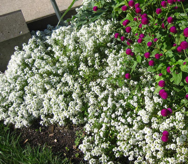 Giga White Alyssum from Hoods Gardens