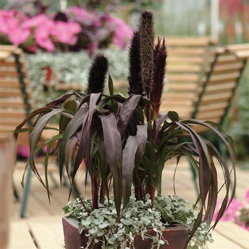 Purple Baron Ornamental Grass Millet from Hoods Gardens