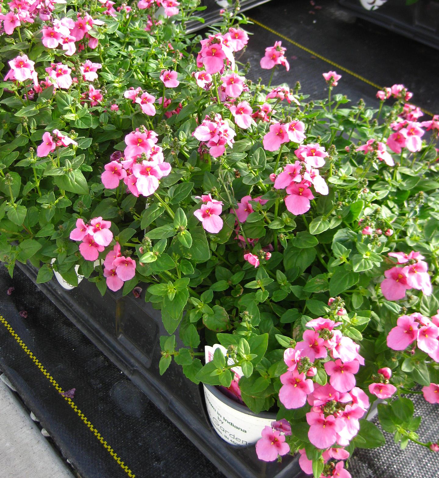  Diascia from Hoods Gardens