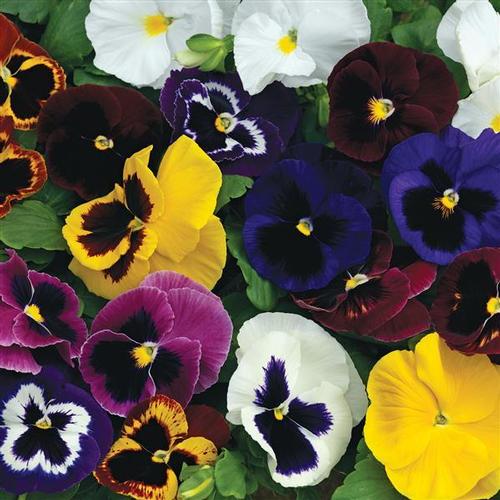 Mammoth Pansy from Hoods Gardens