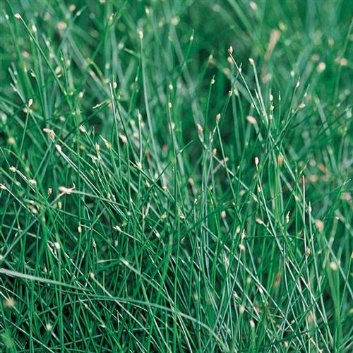 Scirpus Ornamental Grass from Hoods Gardens