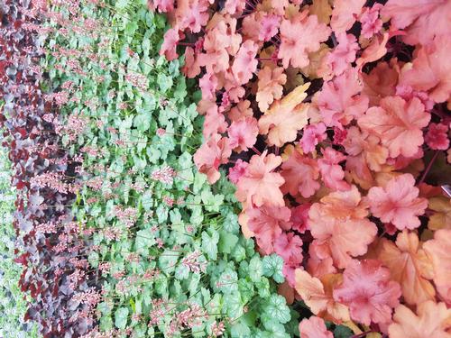  Heuchera from Hoods Gardens