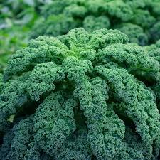 Winterbor Kale from Hoods Gardens