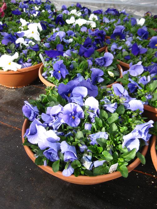 Assorted Pansy's Pansy from Hoods Gardens