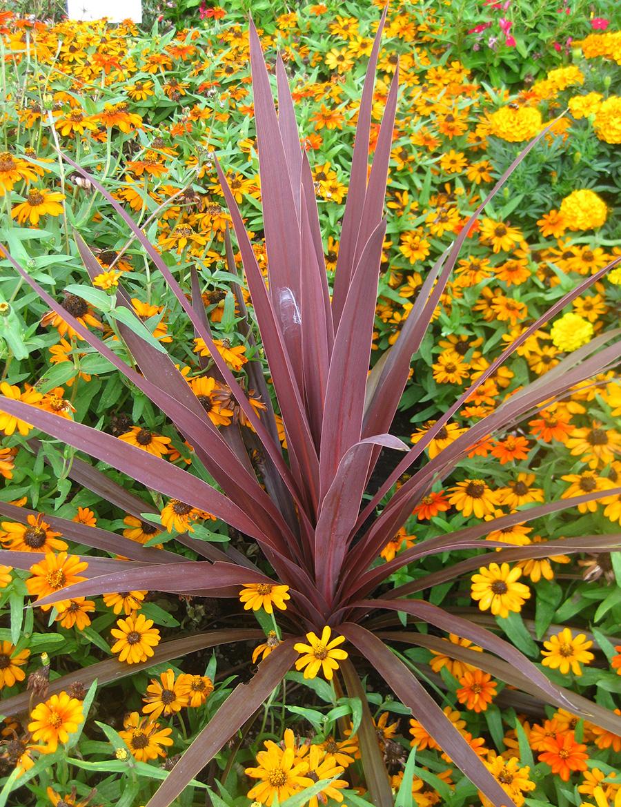 Red Star Cordyline from Hoods Gardens