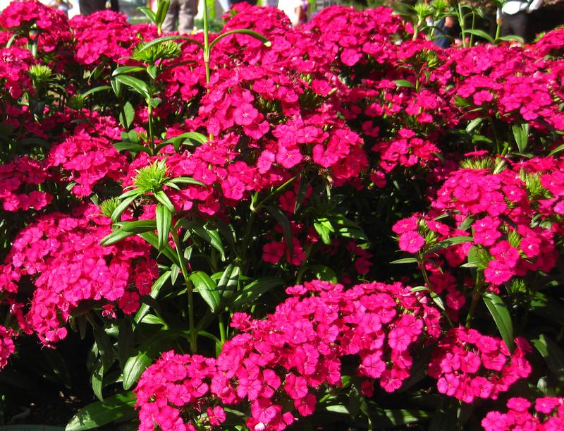 Jolt Dianthus from Hoods Gardens