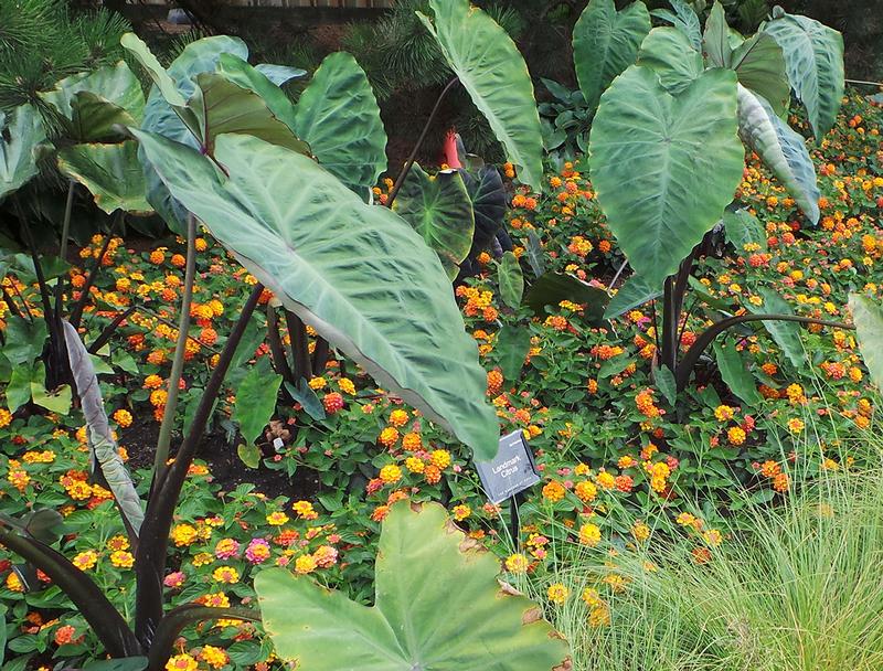  Elephant Ear from Hoods Gardens