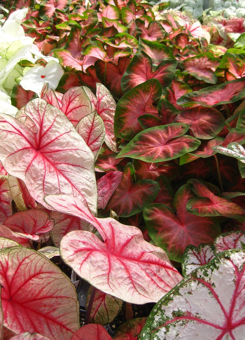  Caladiums from Hoods Gardens