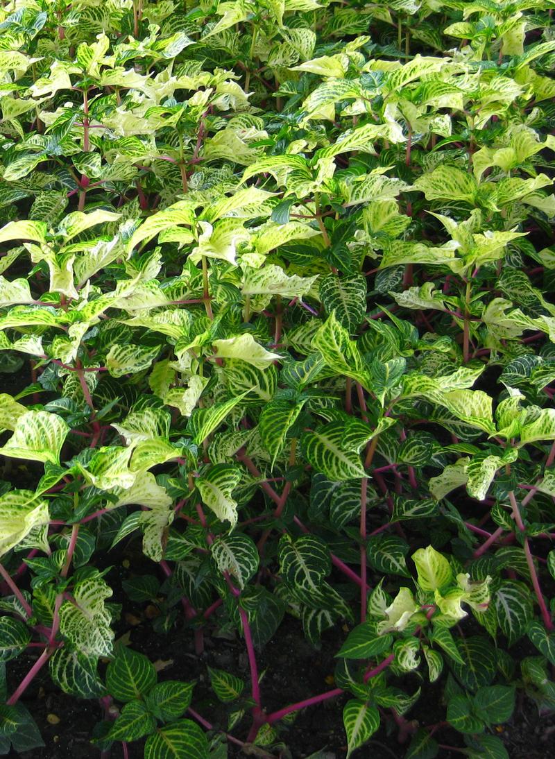 Bloodleaf Iresine from Hoods Gardens