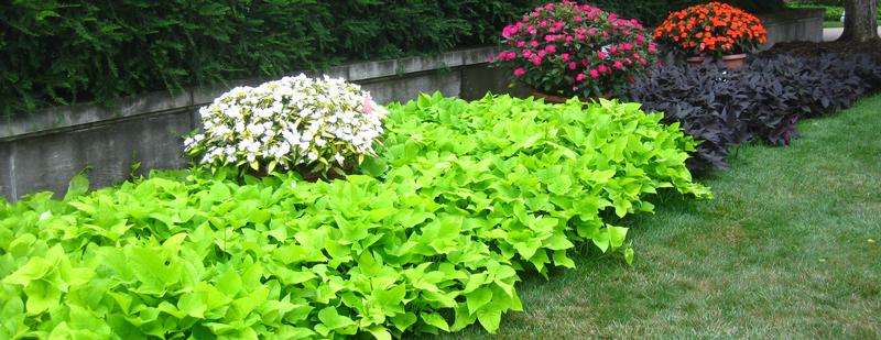 Sweet Potato Vine Ipomoea from Hoods Gardens