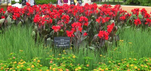 Tropical and Lillies Canna from Hoods Gardens