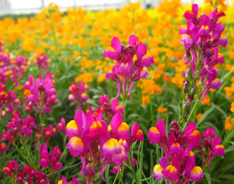 Enchantment Linaria from Hoods Gardens