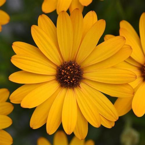 Voltage Osteospermum from Hoods Gardens