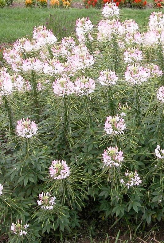 Sparkler Cleome from Hoods Gardens