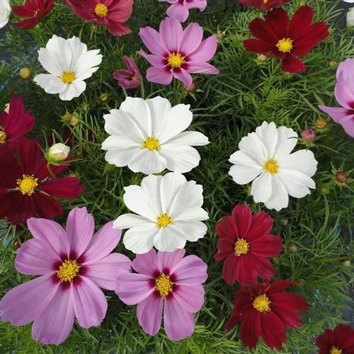 Assorted Cosmos from Hoods Gardens