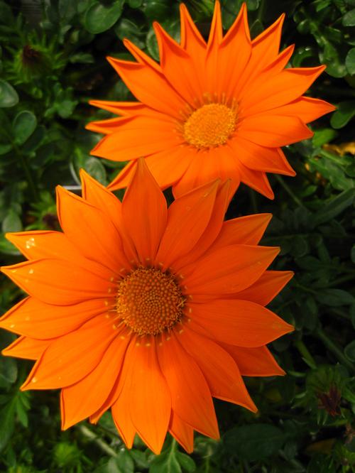  Gazania from Hoods Gardens