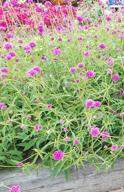 Fireworks Gomphrena from Hoods Gardens